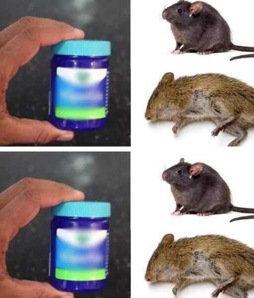 How to get rid of rats and mice naturally with Vick Vaporub🧐👇 Article in the first comment