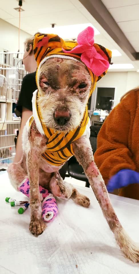 Dog severely injured after being set on fire by owner