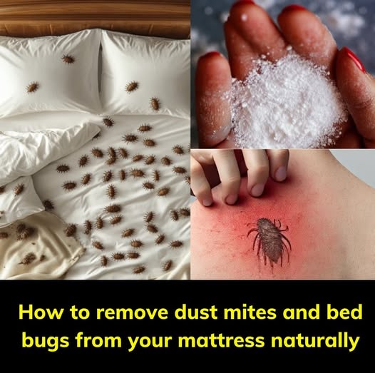 How to remove dust mites and bed bugs from your mattress naturally